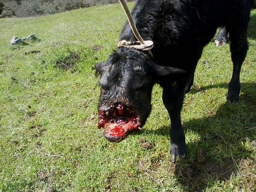 cow missing part of its face